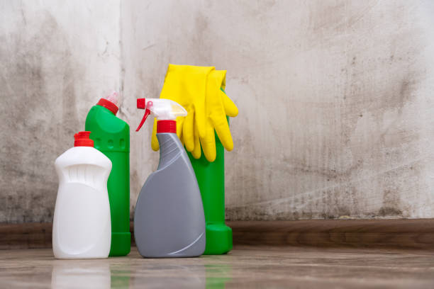 Why You Should Choose Our Mold Remediation Services in Eminence, KY